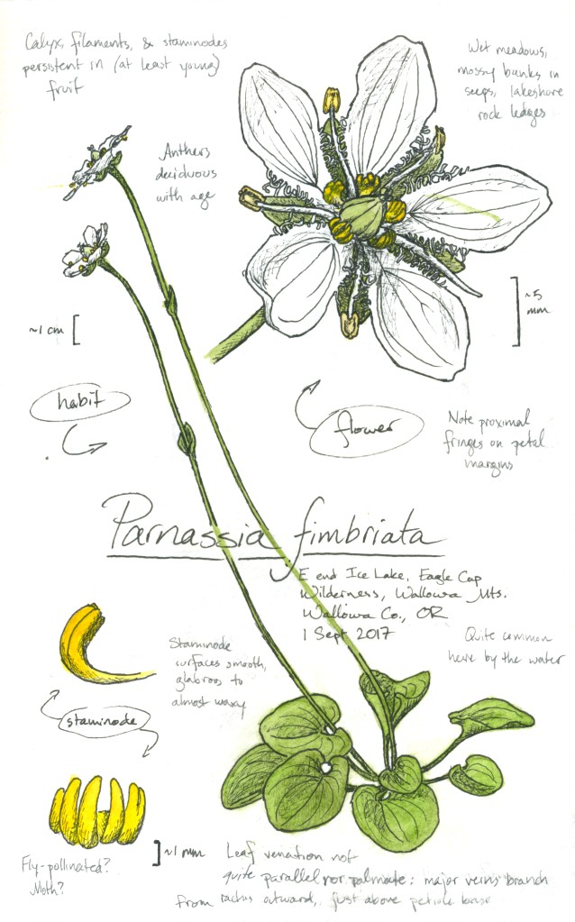 Parnassia fimbriata (fringed grass-of-Parnassus) drawing by Alexa DiNicola